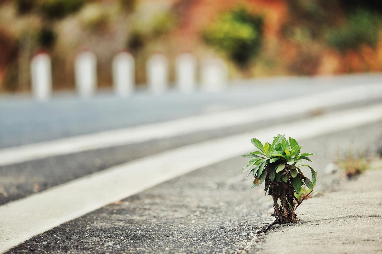 young plant growing at the edge of asphalt road